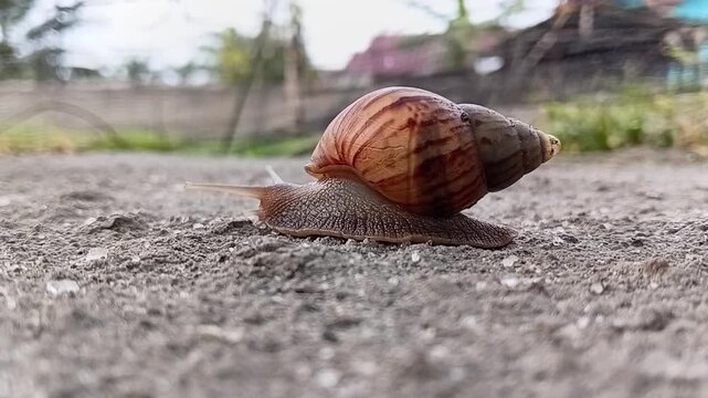 Close-up macro video of a snail moving slowly. Detailed spiral shell and slimy body crawling on natural surface.