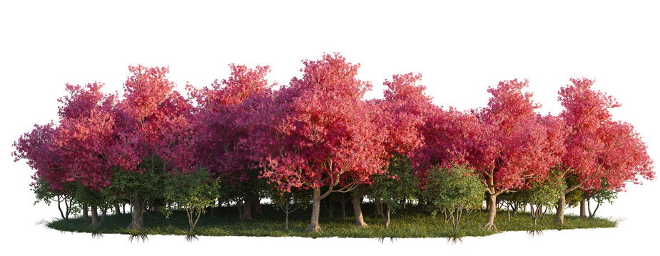 Chorisia Speciosa, Citrus Sinensys and Clusia Rosea tree line, Forest Edge, Backdrop cutout, isolate transparent background