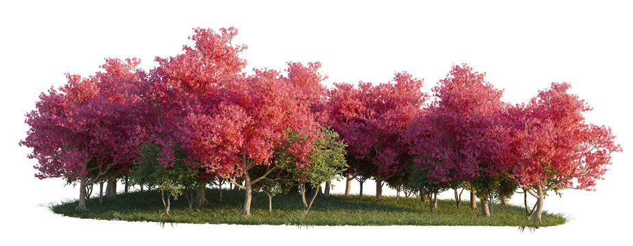 Chorisia Speciosa, Citrus Sinensys and Clusia Rosea tree line, Forest Edge, Backdrop cutout, isolate transparent background