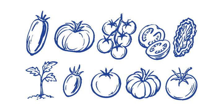 fresh tomato types and forms doodle element set featuring slice cherry tomatoes vine diced leaf beefsteak plum and whole tomato, vector illustration