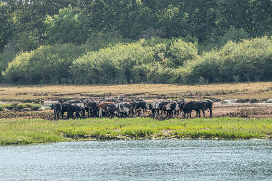 herd of cows standing by the River Hamble Hampshire England