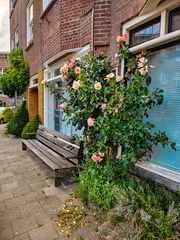 Charming residential street with blooming rose bush in The Hague © Roxana