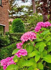 Purple hydrangea flowers bush blooming in The Hague Netherlands © Roxana