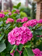 Purple hydrangea flowers bush blooming in The Hague Netherlands © Roxana