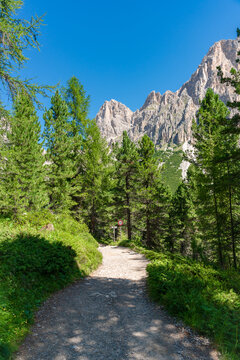 Mountain trail through pine forest leading to Dolomite cliffs