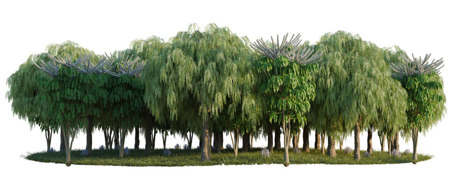 Rosmarinus, Schefflera Actinophylla and Shinus Molle Ba tree line, Forest Edge, Backdrop cutout, isolate transparent background