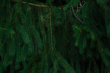 Green spruce branches hanging down backdrop. Dense Norway spruce fir tree needles textured background for Christmas, winter holiday designs and eco concepts. © Kateryna Zinenko 