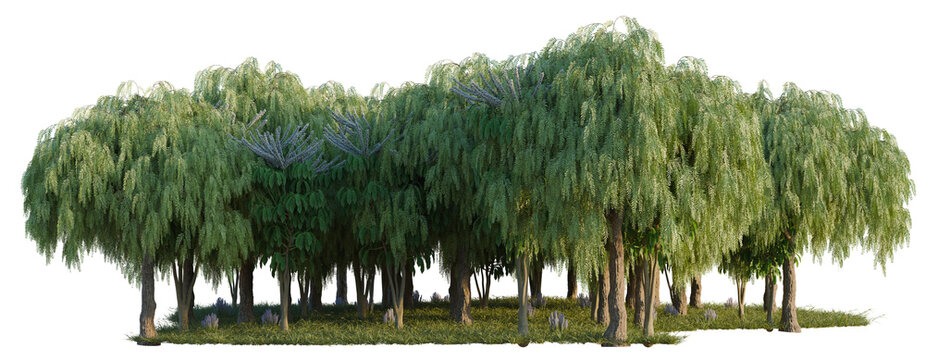 Rosmarinus, Schefflera Actinophylla and Shinus Molle Ba tree line, Forest Edge, Backdrop cutout, isolate transparent background