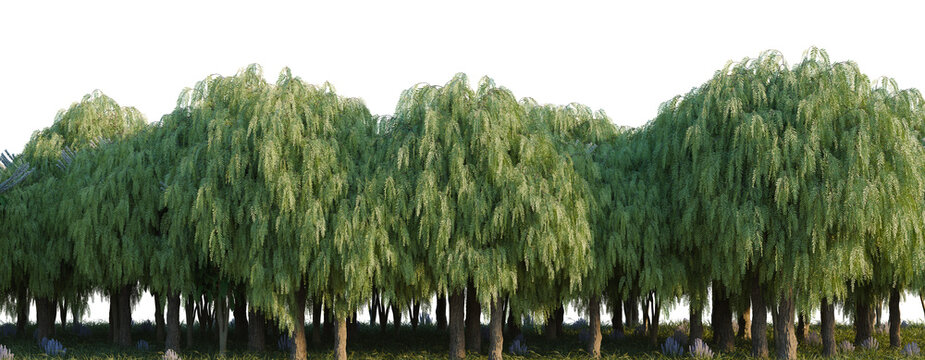 Rosmarinus, Schefflera Actinophylla and Shinus Molle Ba tree line, Forest Edge, Backdrop cutout, isolate transparent background