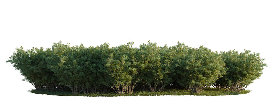 Senna Artemisioides tree line, Forest Edge, Backdrop cutout, isolate transparent background, Dense Green Foliage Hedge Row with Lush Trees on Grassy Ground - Nature Stock Photo