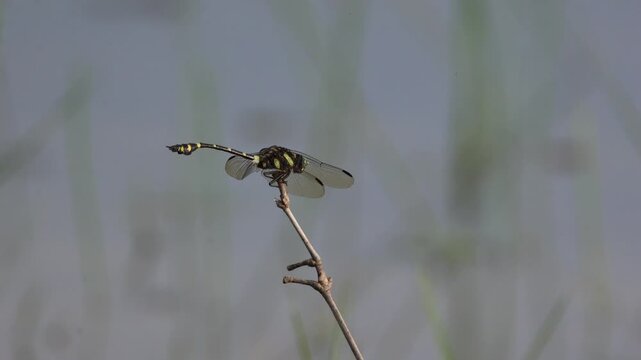 dragonfly on a branch