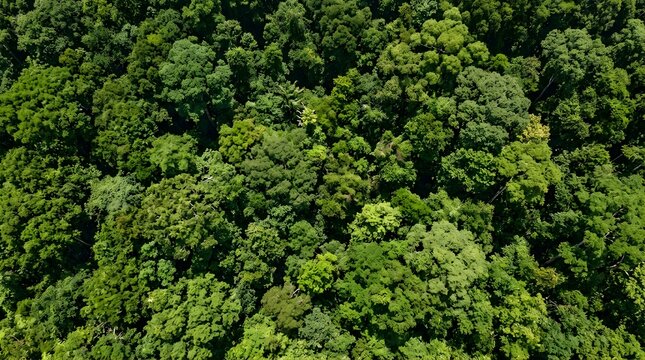 Aerial view of dense tropical rainforest canopy with lush green foliage