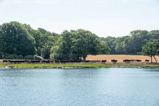herd of cows standing by the River Hamble Hampshire England
