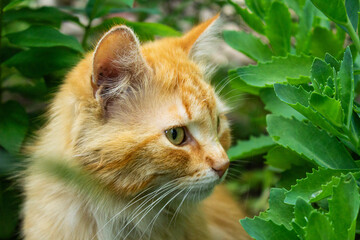 Ginger cat sitting in green succulent bushes outdoors. Fluffy red tabby cat profile portrait looking away among sedum plant leaves in summer garden for pet care concept. © Kateryna Zinenko 