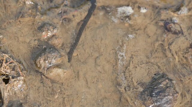 Leeches&nbsp;are segmented&nbsp;parasitic&nbsp;or&nbsp;predatory&nbsp;worms. It comprises the&nbsp;subclass&nbsp;Hirudinea&nbsp;within the&nbsp;phylum&nbsp;Annelida. Some species are parasitic and feed on vertebrate blood. Slow motion video.