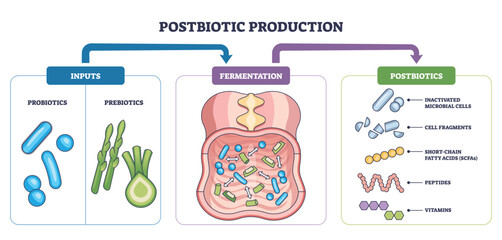 Obraz premium Postbiotic production process shows probiotics and prebiotics fermenting in the gut to yield SCFAs and cell fragments, main objects, probiotics, prebiotics, intestine. Outline diagram