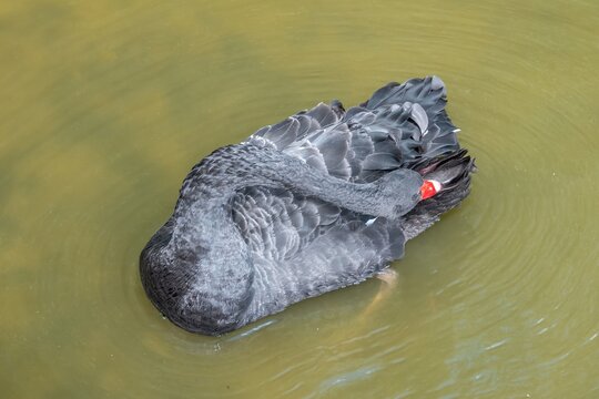 close up portrait of the black swan cygnus atratus a large waterbird in Petersfield Heath Pond Hampshire England