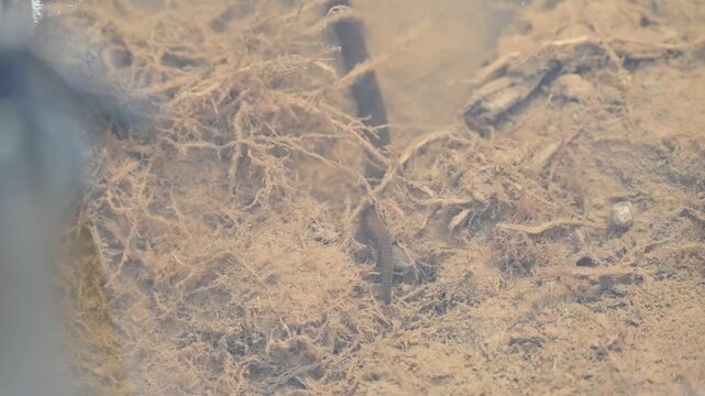 Leeches&nbsp;are segmented&nbsp;parasitic&nbsp;or&nbsp;predatory&nbsp;worms. It comprises the&nbsp;subclass&nbsp;Hirudinea&nbsp;within the&nbsp;phylum&nbsp;Annelida. Some species are parasitic and feed on vertebrate blood. Slow motion video.