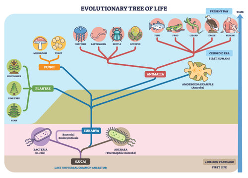 Evolutionary tree of life map visualizes branching from LUCA to bacteria, archaea, and eukarya, highlighting human, fish, and plant icons across time. Outline diagram