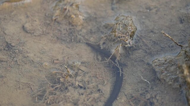 Leeches&nbsp;are segmented&nbsp;parasitic&nbsp;or&nbsp;predatory&nbsp;worms. It comprises the&nbsp;subclass&nbsp;Hirudinea&nbsp;within the&nbsp;phylum&nbsp;Annelida. Some species are parasitic and feed on vertebrate blood. Slow motion video.