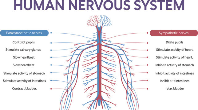 Human Autonomic Nervous System Vector Infographic Chart Comparing Parasympathetic and Sympathetic Neural Functions with Text Placeholders