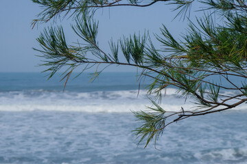 Close-up of a pine tree branch with blurred sea waves on a tropical coastline. Natural coastal vegetation and soft ocean background. Suitable for nature, travel, and environmental themes © Hary