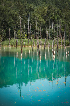 Shirogane Blue Pond (Aoiike) with turquoise mineral-rich water, standing dead trees, and forest reflections in Biei, Hokkaido, Japan. A famous scenic destination known for its tranquil natural beauty.