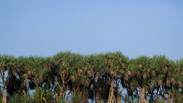 Dense Coastal Pandanus Pine Foliage Row with Copy Space Against Bright Blue Sky Background. Dense coastal pandanus foliage beneath bright blue sky. Natural tropical border with copy space. 