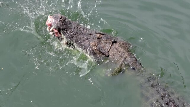 Crocodile tearing meat in the water, slow motion