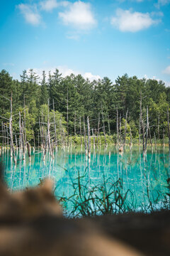 Shirogane Blue Pond (Aoiike) with turquoise mineral-rich water, standing dead trees, and forest reflections in Biei, Hokkaido, Japan. A famous scenic destination known for its tranquil natural beauty.