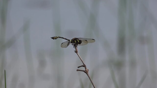 dragonfly on a branch
