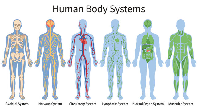 Educational human anatomy infographic showing diverse physiological systems.