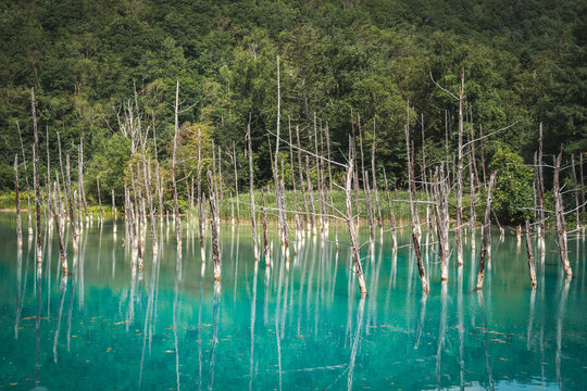 Shirogane Blue Pond (Aoiike) with turquoise mineral-rich water, standing dead trees, and forest reflections in Biei, Hokkaido, Japan. A famous scenic destination known for its tranquil natural beauty.