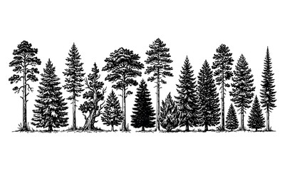 Obraz premium Detailed forest tree silhouette collection for landscape and nature graphics