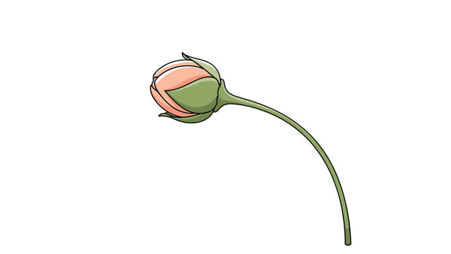 Delicate pink rosebud drooping gracefully on a thin green stem, elegant hand drawn illustration on white background.