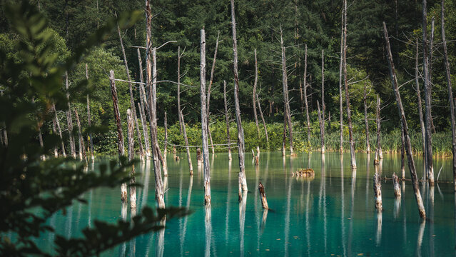 Shirogane Blue Pond (Aoiike) with turquoise mineral-rich water, standing dead trees, and forest reflections in Biei, Hokkaido, Japan. A famous scenic destination known for its tranquil natural beauty.