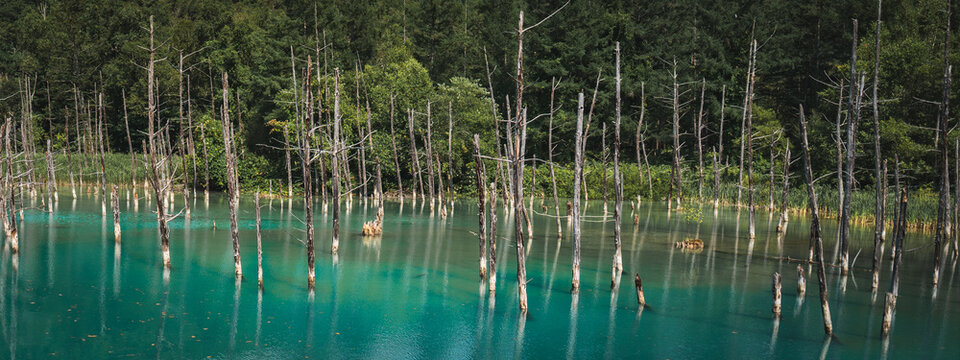 Shirogane Blue Pond (Aoiike) with turquoise mineral-rich water, standing dead trees, and forest reflections in Biei, Hokkaido, Japan. A famous scenic destination known for its tranquil natural beauty.