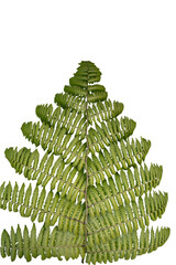 A fern leaf with a symmetrical pattern, showing detailed veins and leaf markings, set against a transparent background. © Haidar Mujiono