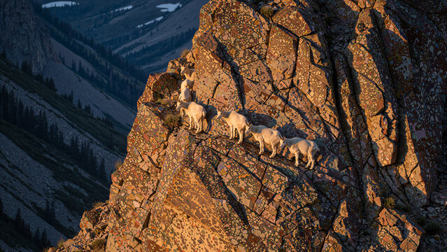 Mountain goats on cliff