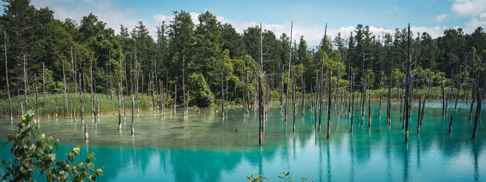 Shirogane Blue Pond (Aoiike) with turquoise mineral-rich water, standing dead trees, and forest reflections in Biei, Hokkaido, Japan. A famous scenic destination known for its tranquil natural beauty.