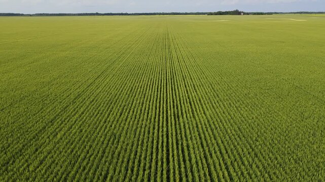Drone aerial flying above a bright yellow canola rape seed field highlighting the straight rows
