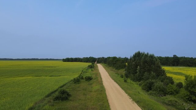Drone aerial flying low above a gravel farm road that is surrounded by trees and yellow canola rape seed fields
