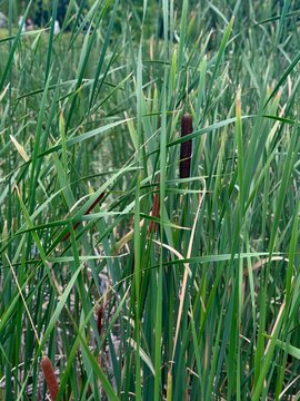 Green Cattails Bulrush Plants Growing Wild in Nature Reserve