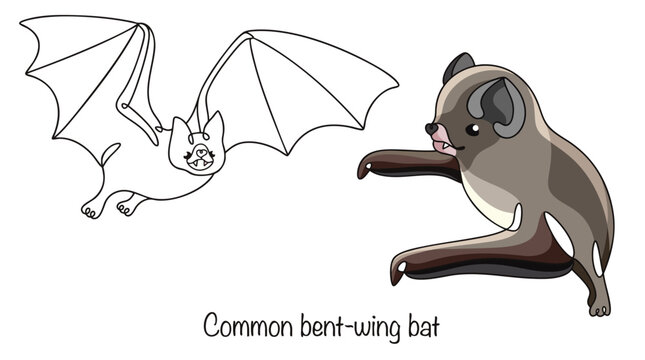 Common bent-wing bat