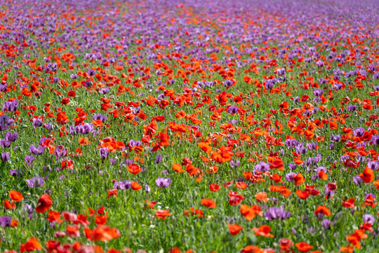 A field is filled with poppies and other flowers. The scene shows many red and purple flowers growing together. It is springtime, and the flowers are fresh and lively.