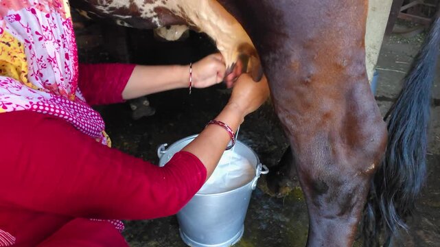 Close up of hands milking a cow detailed close-up shot of a person's a by hand into a metal pail