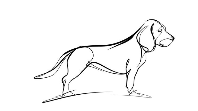 Beagle dog sketch illustration white background.