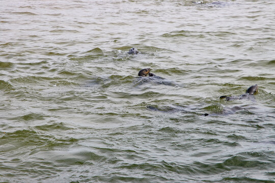 Robbenk&ouml;pfe und R&uuml;cken sind im welligen Wasser vor der K&uuml;ste in Walvis Bay bei Swakopmund, Namibia, zu sehen.