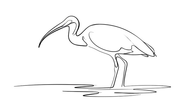 Elegant ibis bird illustration white background.