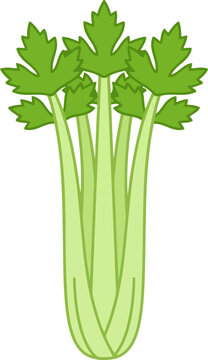 Fresh green celery stalk, vegetable illustration